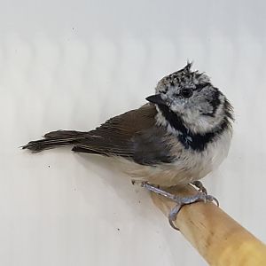European crested tit - Lophophanus cristatus