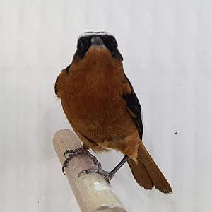 Moussier's redstart - Phoenicurus moussieri