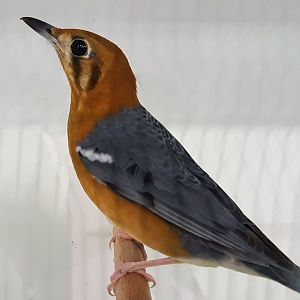 Orange-headed thrush - Zoothera citrina