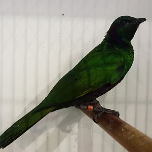 Emerald glossy starling - Lamprotornis iris