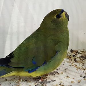 Blue-winged parrot - Neophema chrysostoma
