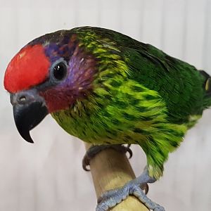 Goldie's lorikeet - Psitteuteles goldei