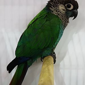Miritaba pearly conure - Pyrrhura perlata coerulescens