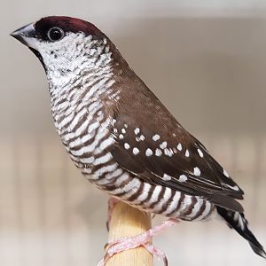 Plum-headed finch - Neochmia modesta