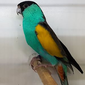 Hooded parrot - Psephotellus dissimilis