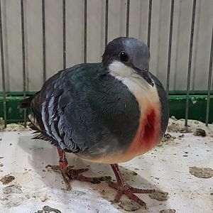 Bleeding heart - Gallicolumba luzonica