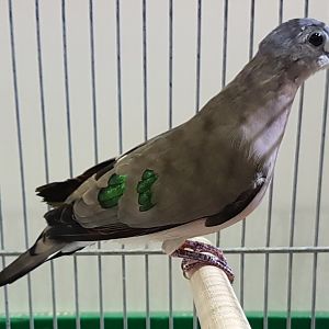 Emerald-spotted wood dove - Turtus chalcospilos