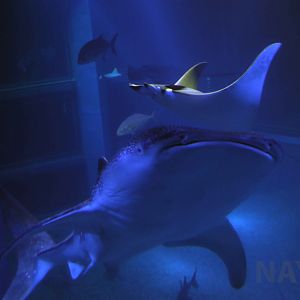 Whale shark and Japanese devil ray, October 2017