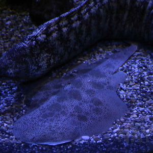 Japanese angelshark, October 2017