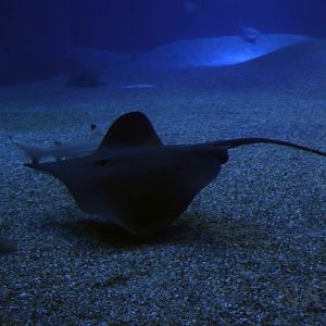 Sharpnose stingray, October 2017