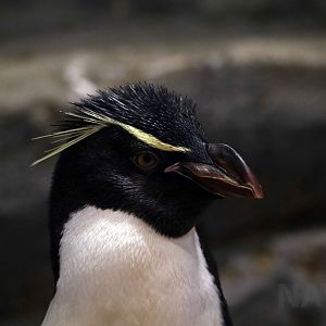 Eastern rockhopper penguin, October 2017