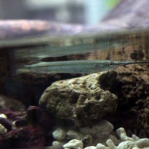 Duncker's river garfish, October 2017