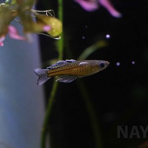 Spotted blue-eye, October 2017