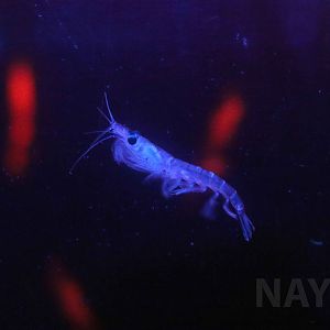 Antarctic krill, October 2017