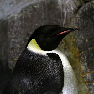 Emperor penguin, October 2017
