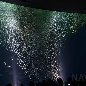 Sardine show! October 2017