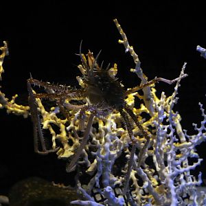 Pleistacantha oryx, October 2017