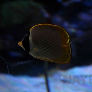 Philippine butterflyfish, October 2017