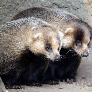 Japanese badgers, October 2017