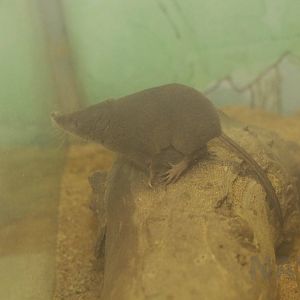 Long-clawed shrew, October 2017
