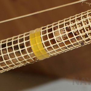 Japanese mole, October 2017