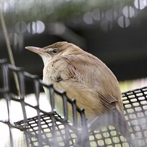 Oriental reed warbler, October 2017