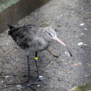 Black-tailed godwit, October 2017