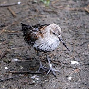 Dunlin, October 2017