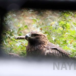 Japanese golden eagle, October 2017
