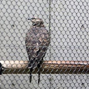 Oriental honey buzzard, October 2017