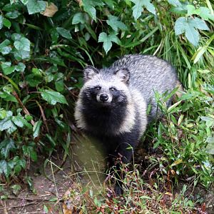 Japanese raccoon dog, October 2017