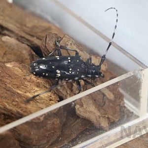White-spotted longhorn beetle, October 2017
