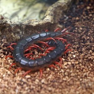 Japanese red-legged giant centipede, October 2017