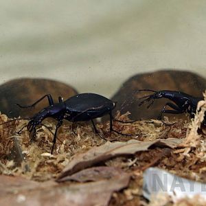 Japanese ground beetle, October 2017
