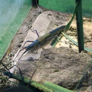 Big-headed stick insect, October 2017