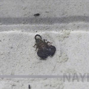 Dwarf wood scorpion, October 2017
