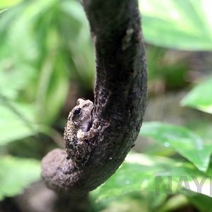 Eiffinger's tree frog, October 2017