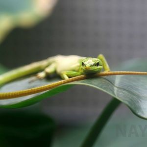 Sakishima grass lizard, October 2017