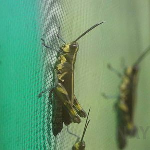 Iriomote forest grasshopper, October 2017