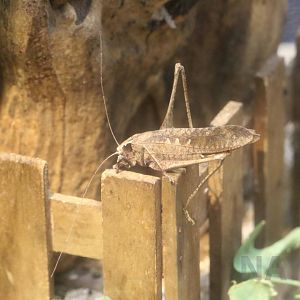 Taiwan great katydid, October 2017