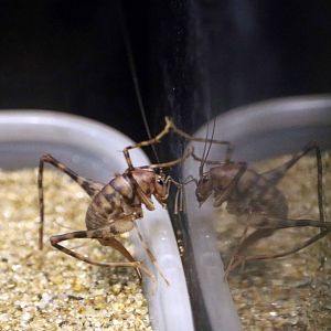 Greenhouse camel cricket, October 2017