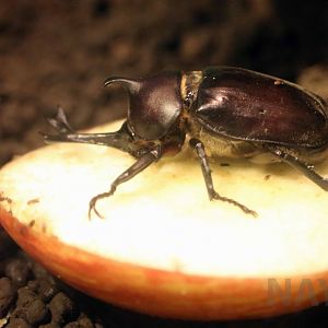 Japanese rhinoceros beetle, October 2017