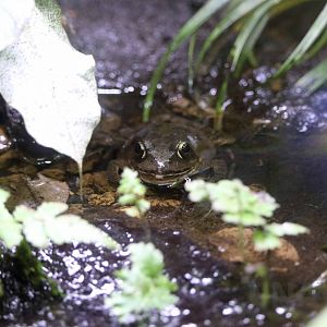 Mountain brown frog, October 2017