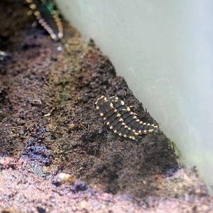 Japanese fireflly, October 2017