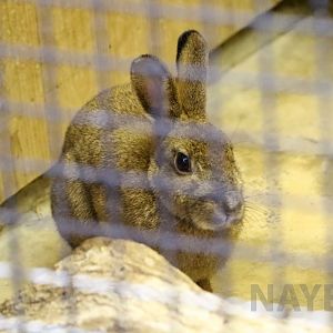Japanese hare, October 2017