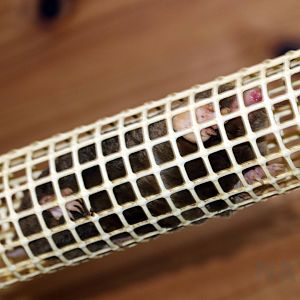 Small Japanese mole, October 2017