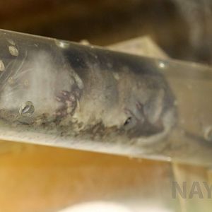 Japanese water shrew, October 2017