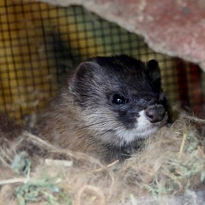 Japanese weasel, October 2017