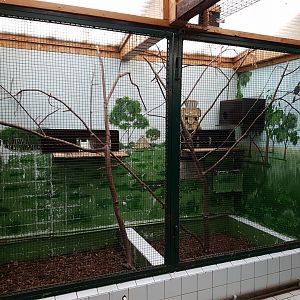 Indoor-enclosure Red-bellied tamarin