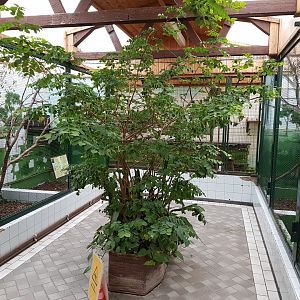 View into Red-bellied tamarin-house